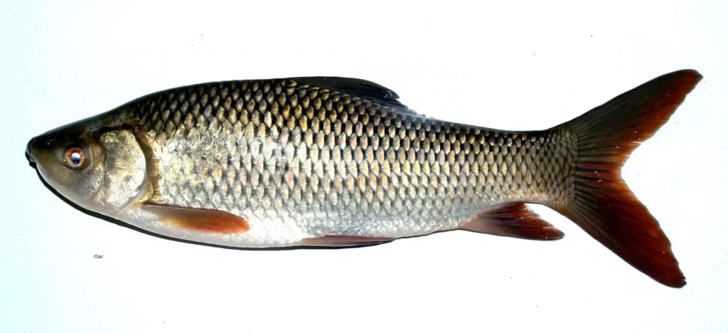 Rohu fish image
