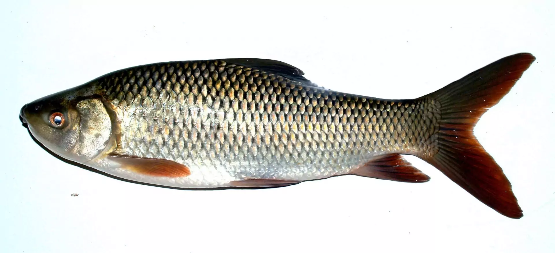 Rohu fish