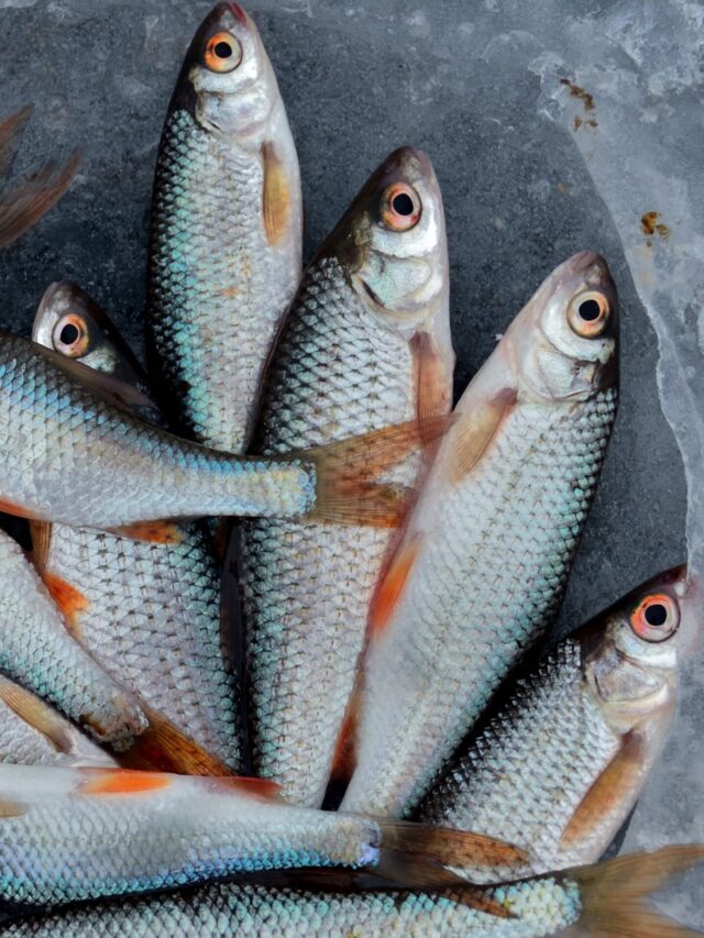 Rohu Fish | रोहू मछली खाने के फायदे जानकर आप दांतो तले उंगली दबा लेंगे