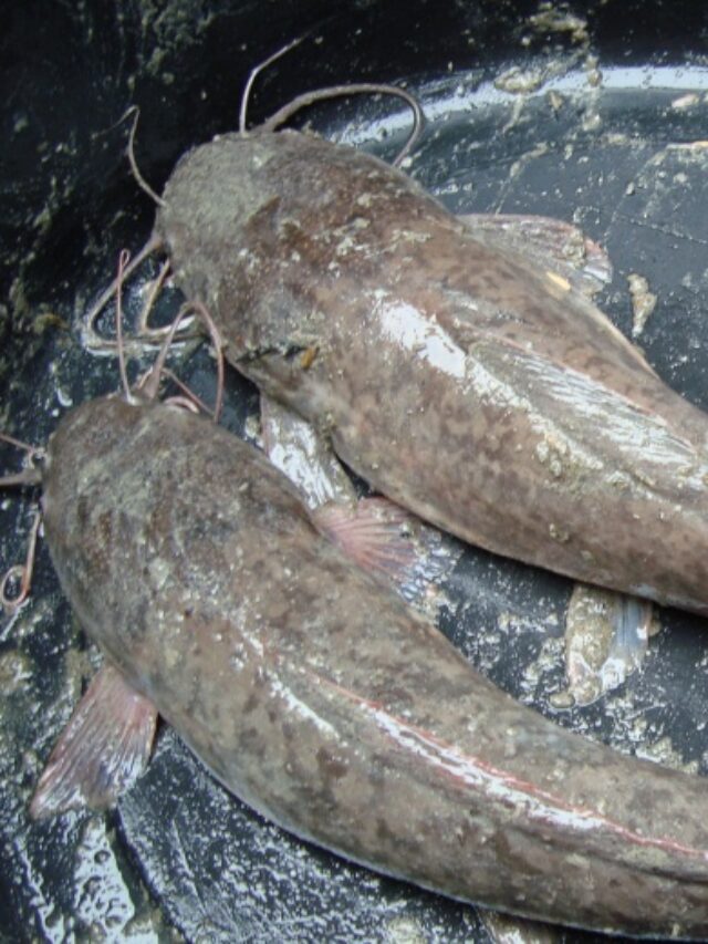 Mangur Machli : मांगुर मछली खाना होता है इतना खतरनाक, सोच भी नहीं सकते