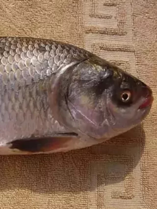 Katla Fish-कतला मछली खाते हो तो फायदे सुनकर खुशी से झूम उठोगे