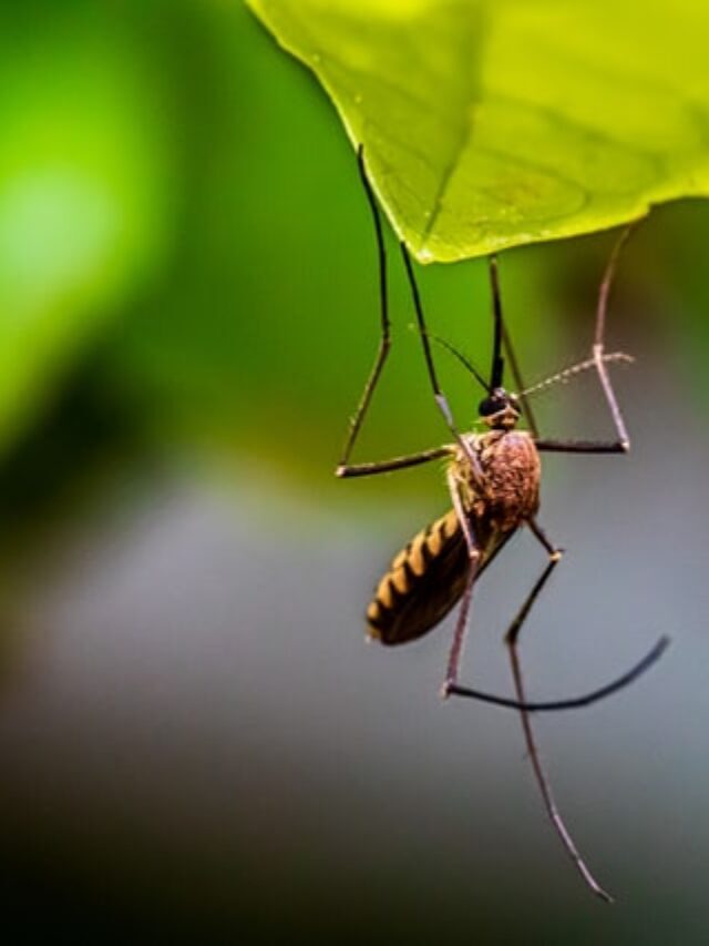 मच्छरों से हैं परेशान, आजमाएं 5 घरेलू उपाय, आसपास भटकने से भी डरेंगे